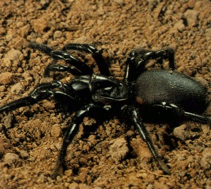 ATRAX ROBUSTUS